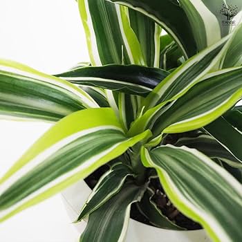 【超希少】 ドラセナオンベット コレクション苗 観葉植物 ドラセナ・ジェレ 10号※白丸鉢カバー付【花言葉カード付