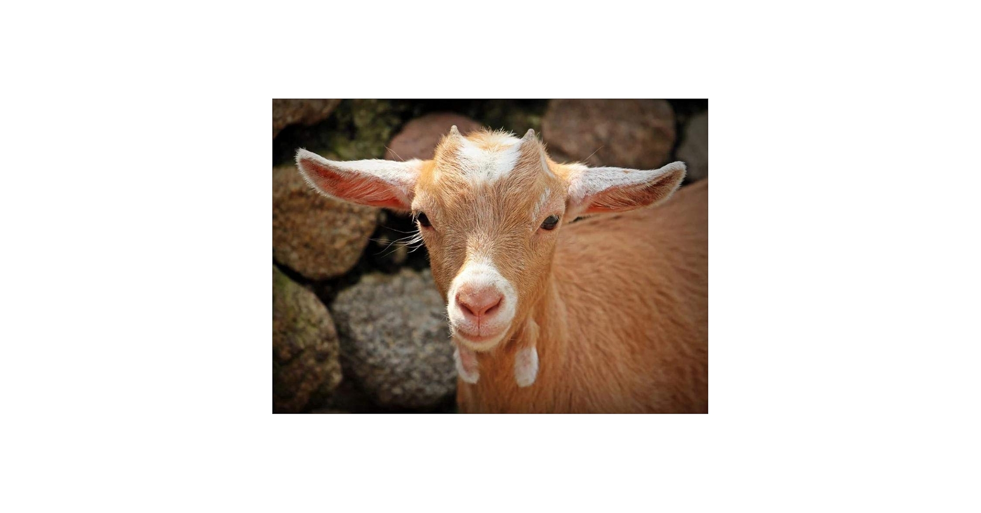 Amazon.co.jp: 家畜の茶色のヤギのパターン,ジグソーパズル 大人,木製