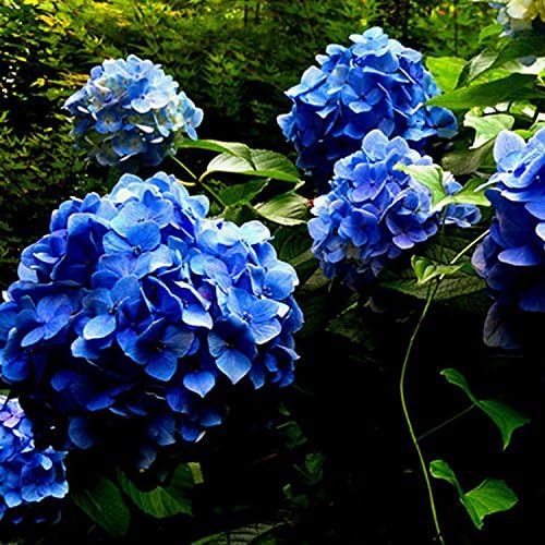 20 pcs Semilla del Hortensia del China,AZX,Flor Hortensia Bonsai,Semillas de Plantas de Jardín