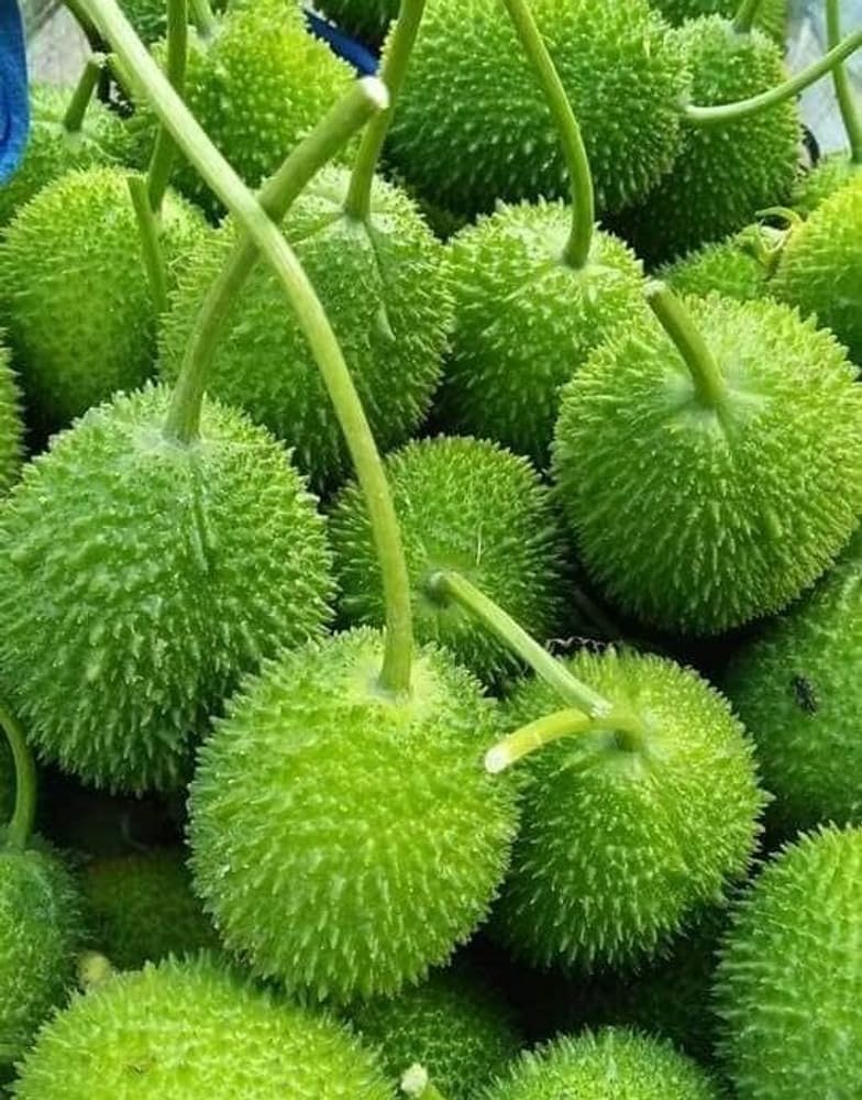 Hybrid F1 Kantola Seeds, Organic kakrol kantola Vegetable Seeds planting for home garden and farming, Pack of 11