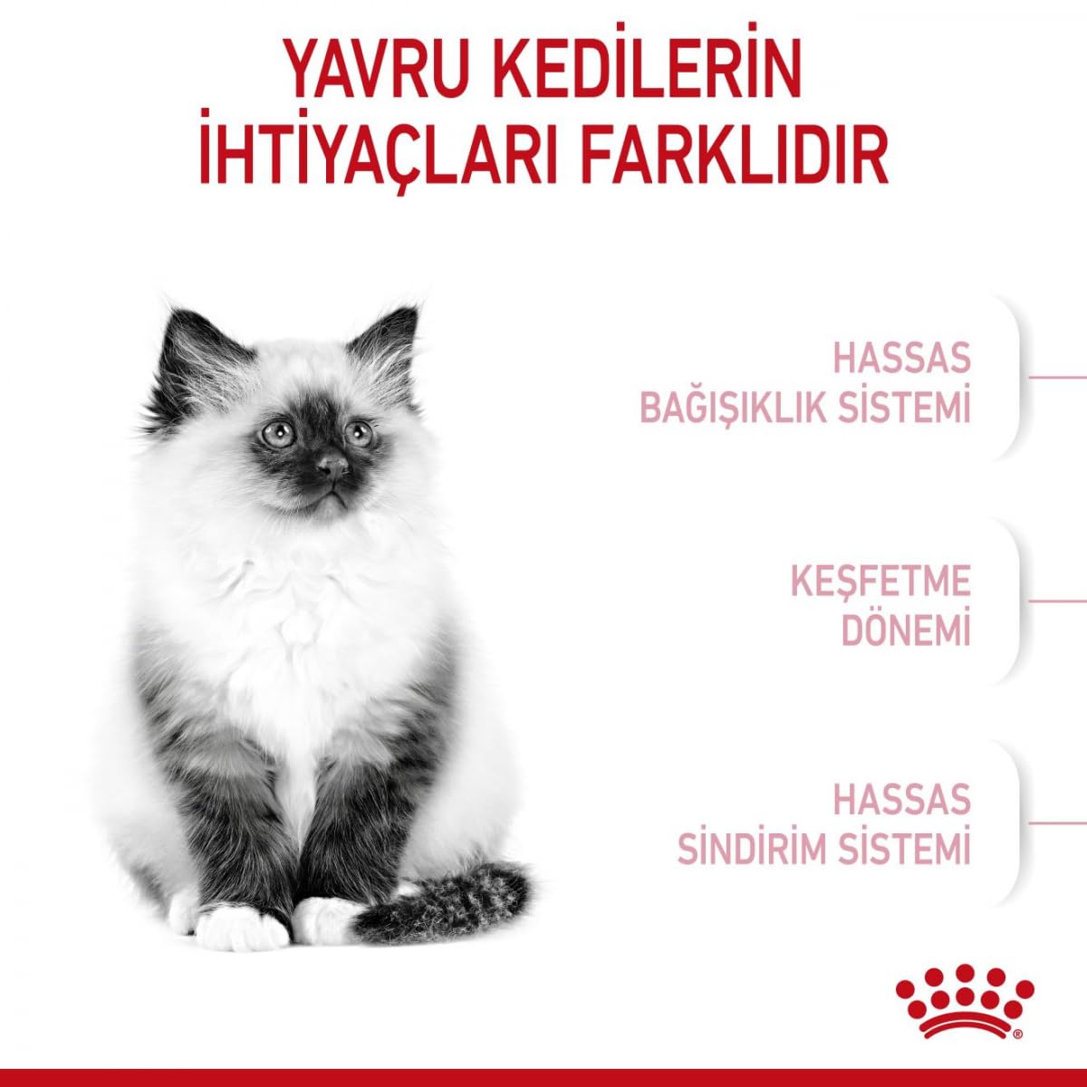 Royal Canin C-58436 Gato - 10 Kg