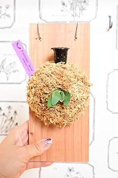 Amazon.co.jp: P.willinckii 'Jewel' spored ① ＠ビカ森wife 板付品