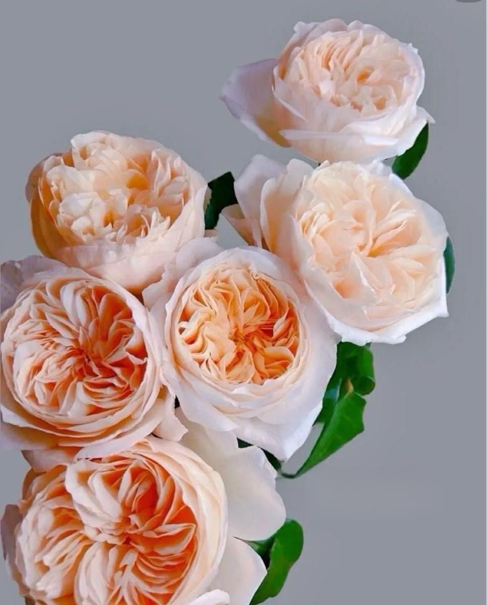 海外 種 バラ苗 入手困難 四季咲き ご購入前コメントください