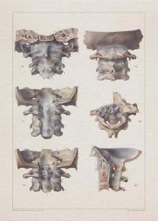 Anatomy VERTEBRA CERVICAL BONE print SRA3 12x18 conqueror laid paper