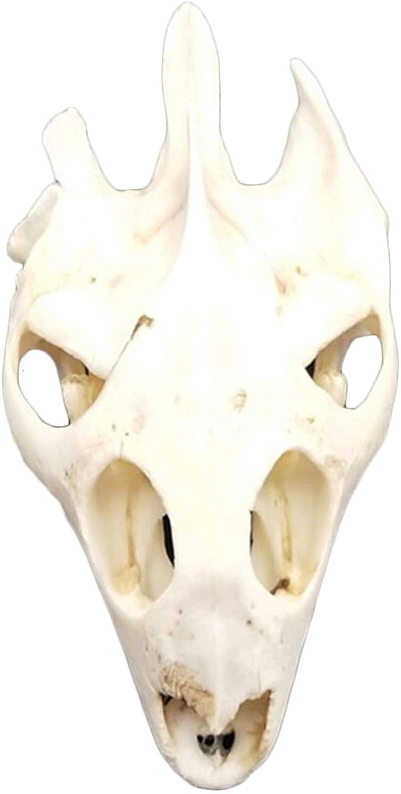 動物の頭骨 4種　セット　ミンク　ヘビ　カメ　等 Amazon.co.jp: 亀の骨の標本モデル-本物のカメの頭蓋骨の頭のレプリカ