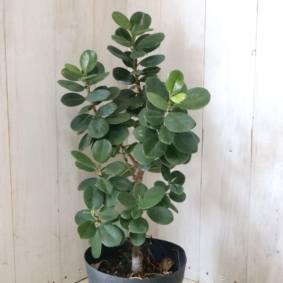 Amazon.co.jp: 尖閣カジュマル ガジュマル ゴムの木 観葉植物 : ホーム
