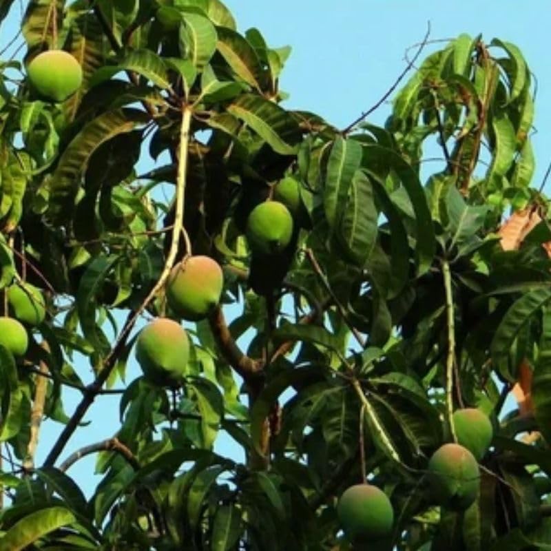 Image of Fast-Growing Raspuri Mango Plant Fruit After 1-2 Years (Grafted Plant, 2-3 Feet Height) - Delicious Variety For All Climates Hybrid 1 Healthy Live Plant PB 40