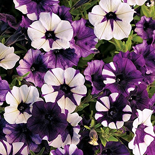 Park Seeds Shock Wave Tie Dye Purple Petunia Flower, Pack Of 10 Seeds #TOP1