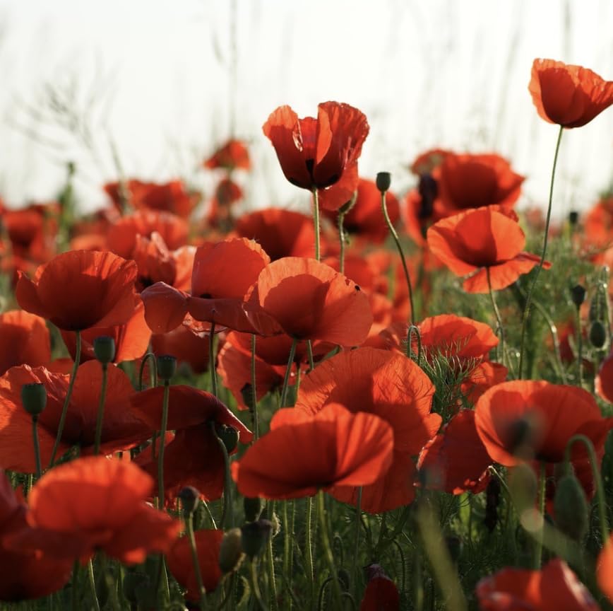 Poppy Flower Seeds Mix, Papaver Rhoeas, Dwarf and Tall Varieties, Blue, Grey, Orange, Red (Oriental Poppy Red, 50g)