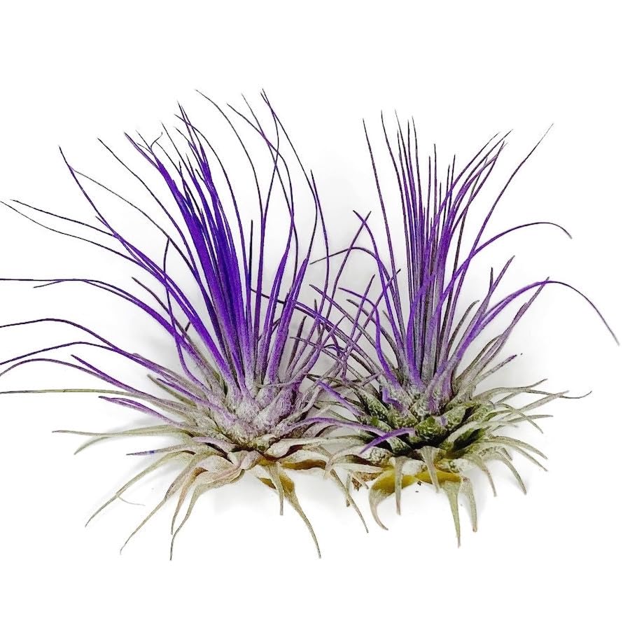 Image of Thin Air Plant, Guatemala Tillandsia Live Airplant, Healthy Arrival Guaranteed, Great Indoor Plant, Home Decor & Gift (2 Purple)