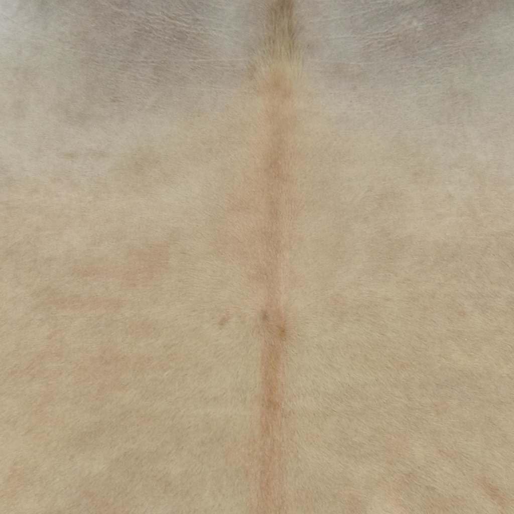 Tapis en Peau de Vache véritable Beige 180x220 cm,Tapis,5kg-376704