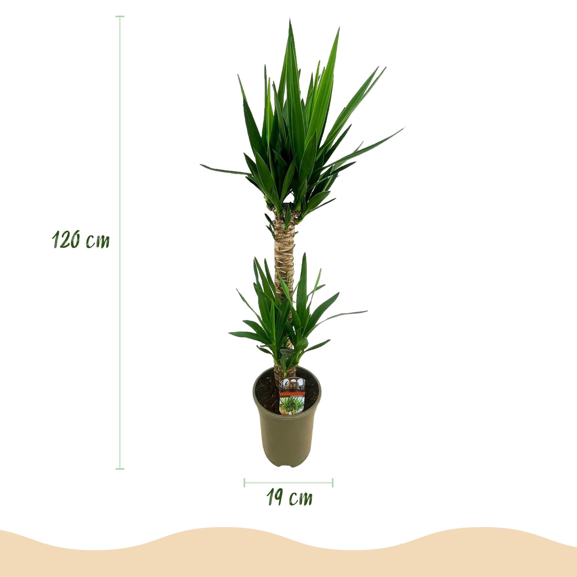 Green boutiQ - Plante d'intérieur - Yucca elephantipes - Yucca - Peu d'entretien - Vert - 1 - Pot 19cm - Hauteur 95cm