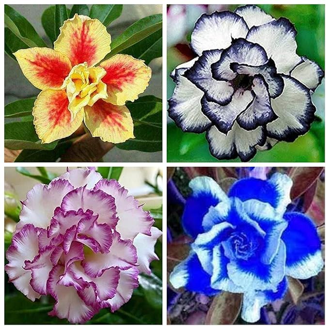 Bonsai Air Purifying Adenium Flower Plant, Combo Pack Of 4 Hybrid Multicolor Rare Mixed Desert Rose Adenium Indoor & Outdoor Living Plant Comes with a Poly Bag (B0D3LH69FD) Amazon Price History, Amazon Price Tracker