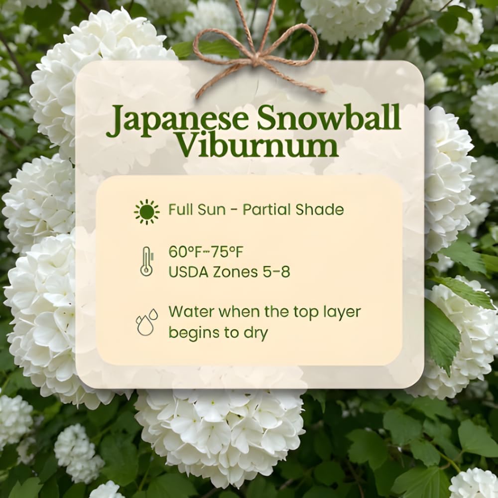 2 Snowball Bush Live Plants | Japanese Snowball Viburnum Live Plant for Outdoor Growing | 1–2 Feet Tall Bare Root Shrubs | Ideal for Garden Planting and Landscape Use | Dormant Plant