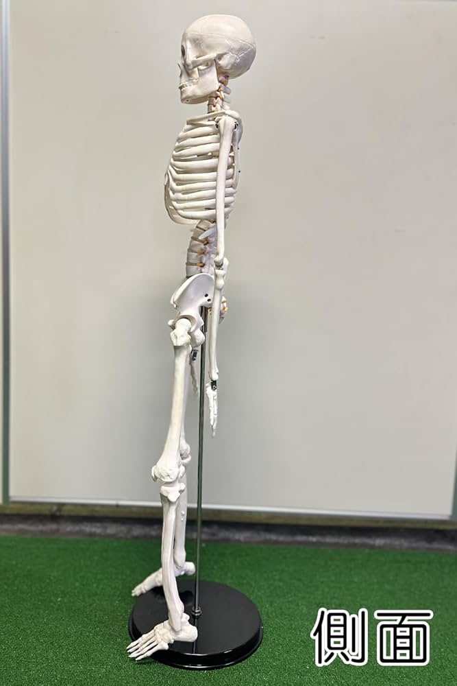 ☠️ガイコツ　医学教本　人体の骨格 ☠️ガイコツ医学教本人体の骨格
