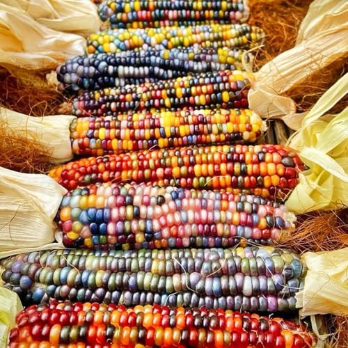 Semillas de maíz arcoiris, semillas de maíz, maceta de bonsái, plantas verdes plantas resistentes en maceta, plantas decorativas Semillas de hortalizas, regalos para los amantes de la 80pcs