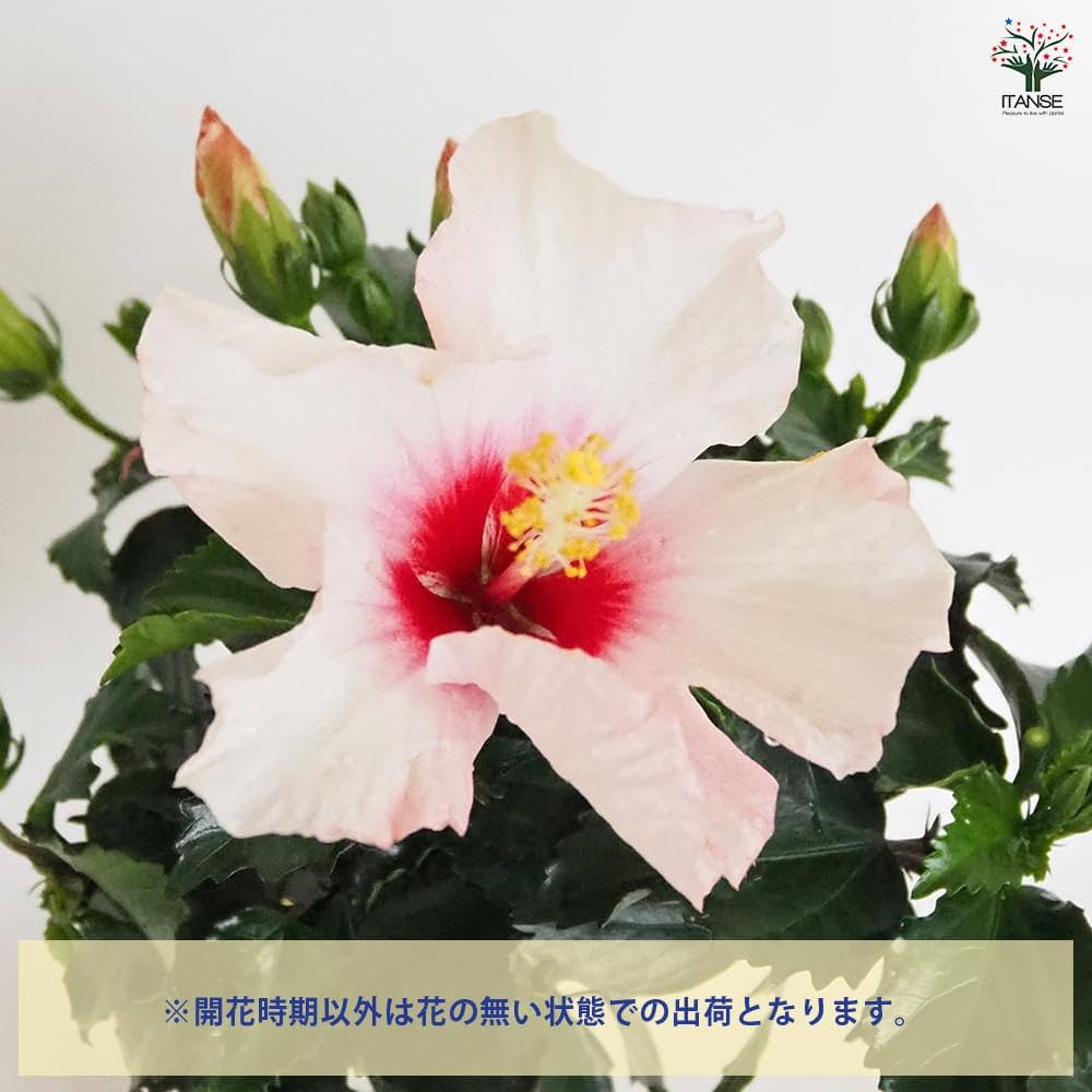 ハイビスカス■20年もののハイビスカス/赤い花/155cm/太い幹の個体 ハイビスカス□20年もののハイビスカス/赤い花/155cm/太い幹の個体