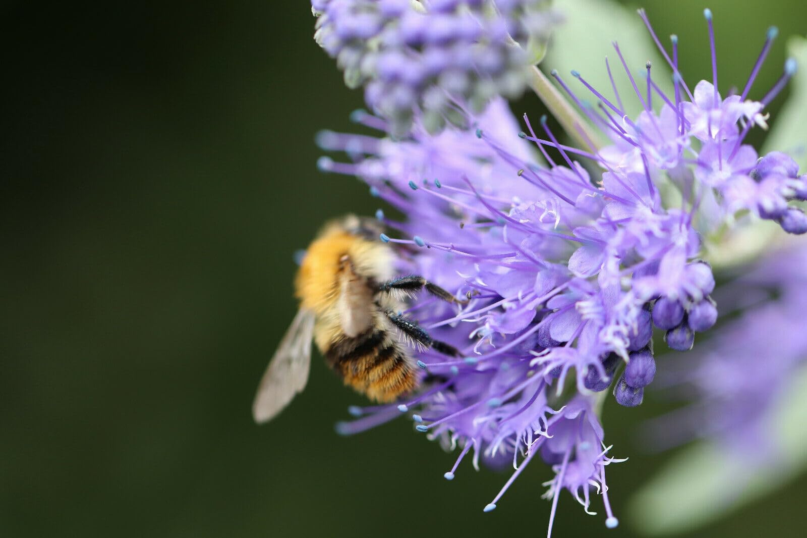 200m² Original Veitshöchheimer Bienenweide. Artenreiche Blühfläche mit über 40 Blumen & Kräutern. Bis zu 5 Jahre Standzeit!