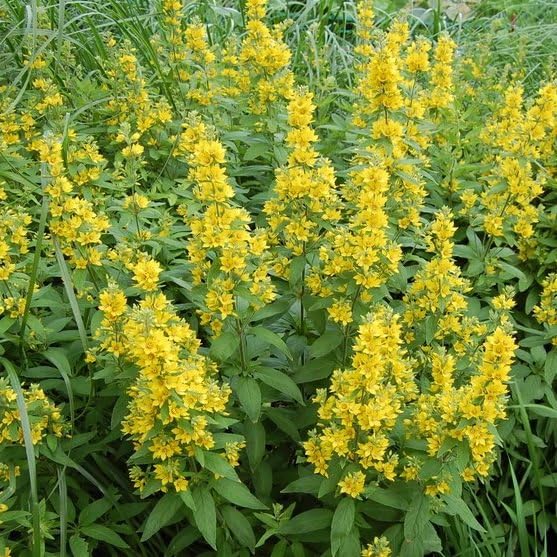 Plant World Seeds - Lysimachia Punctata Seeds (Perennial Flower Seeds)