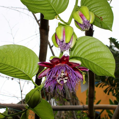 Plant World Seeds Passiflora Quadrangularis Seeds Amazon Co Uk Garden Outdoors