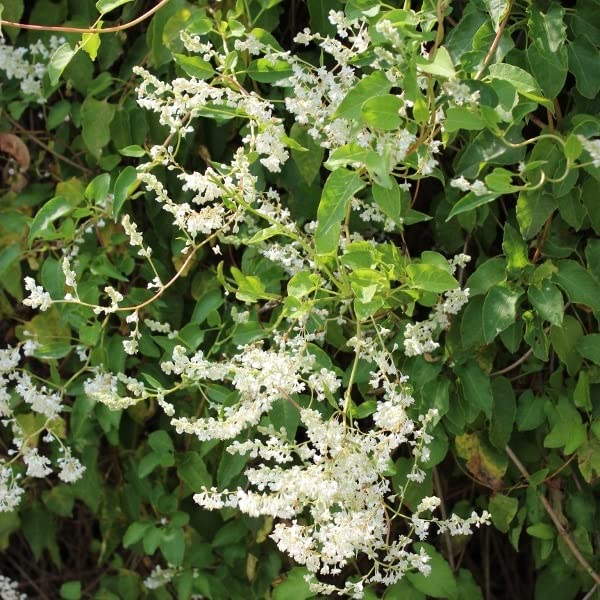 Fallopia baldschuanica 50–60 cm Vaso – Rampicante vigoroso con fioritura bianca
