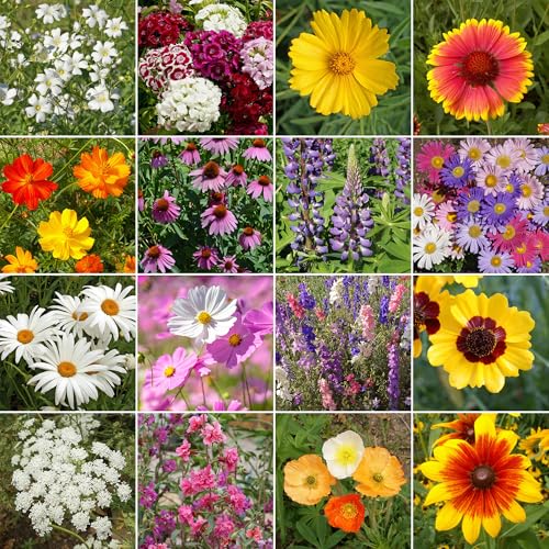 Image of Ferry-Morse Cut Flower Bulk Wildflower Seeds, 280,000+, 1 lb