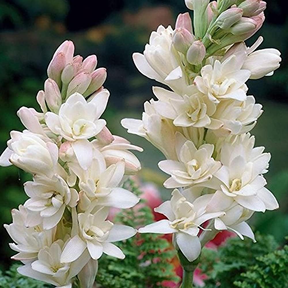 Rajnigandha Polianthes Tuberose Flower bulbs pack of (10)