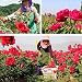 Pétalos de rosa secos naturales Lvcky100 g de pétalos de rosa roja...