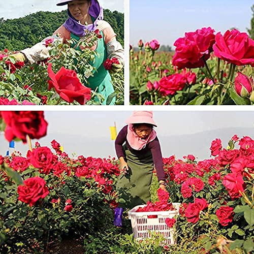 Reccisokz 100G natuurlijke gedroogde rozenblaadjes echte bloem droog rood rozenblaadje voor voetenbad lichaam bad spa… - Image 8