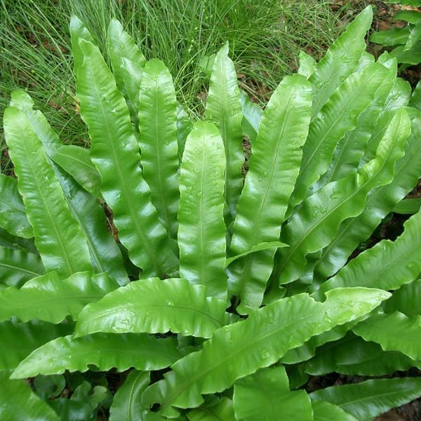 pflegespray fr kunstpflanzen Tillandsia Spray