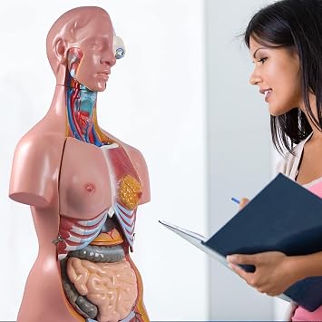 85Cm Life Size Torso Model Human Body Model Anatomy Torso Unisex Doll Medical Torso 23 Removable Parts 33.4 Inch Education Organs Model for Learning Study
