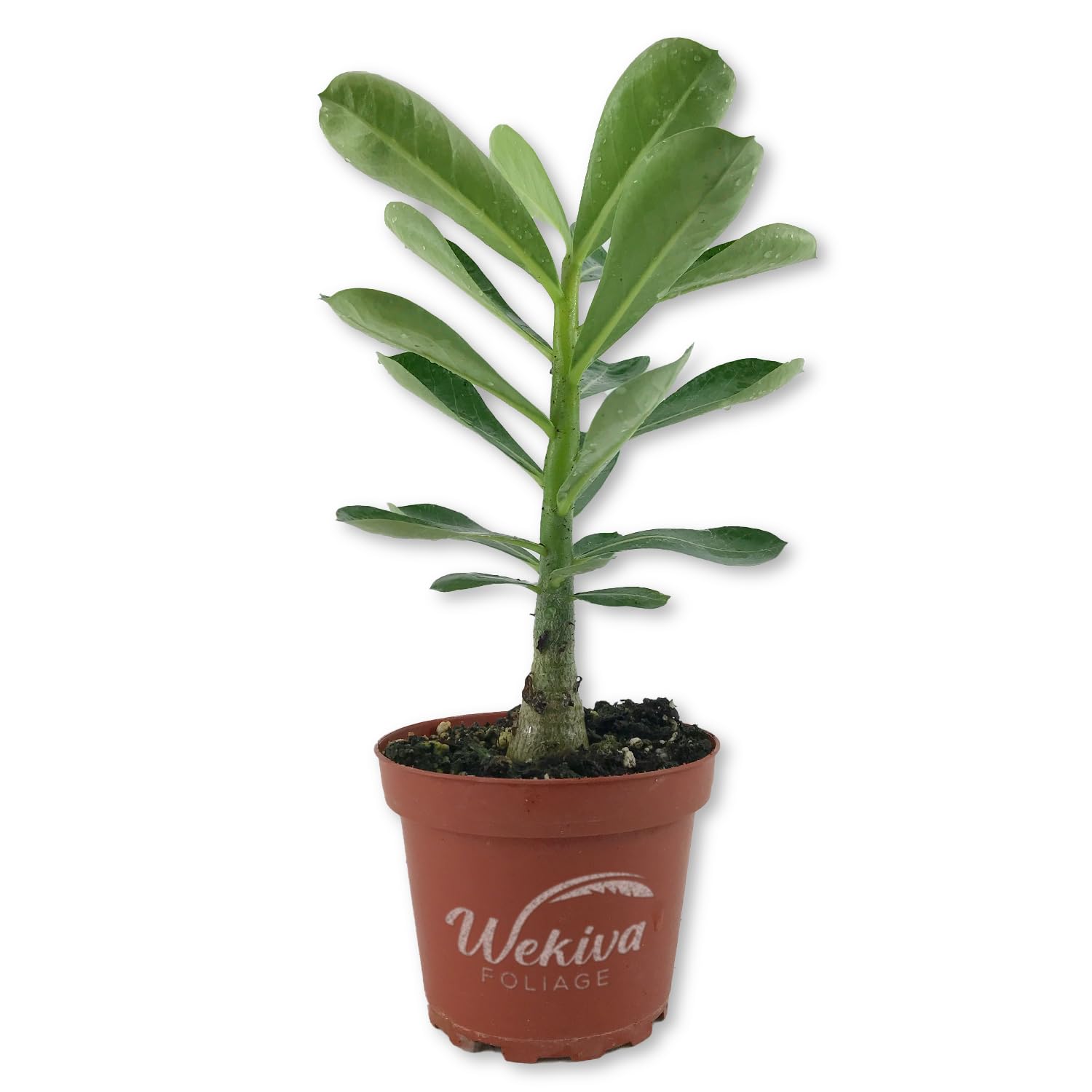Wekiva Foliage Desert Rose