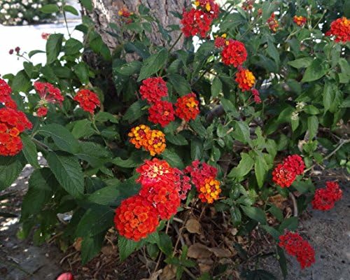 Miniatura 2 de Nuevas semillas frescas de flores de Lantana Camara mixtas de 50 piezas Generic