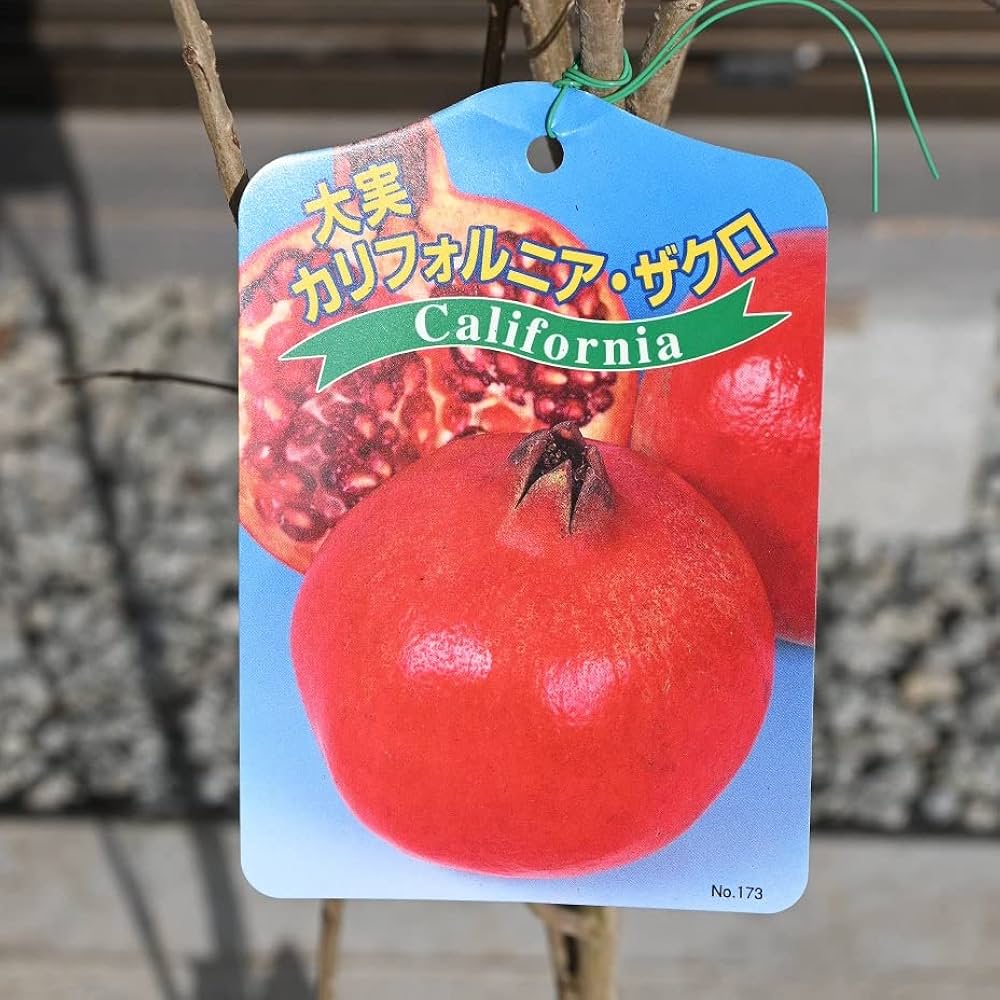 カリフォルニア大実ザクロの木 182cm カリフォルニア 大実ざくろ苗木 カリフォルニア大実ザクロの木 182cm