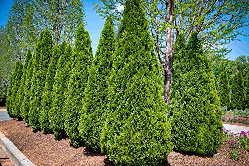 American Arborvitae 50 Seeds - Thuja Occidentalis Tree Seeds, White Cedar Seeds, Thuja Green Giant Arborvitae Bush Seeds For Planting, Dwarf Arborvitae Evergreen Hedge Seeds #TOP4