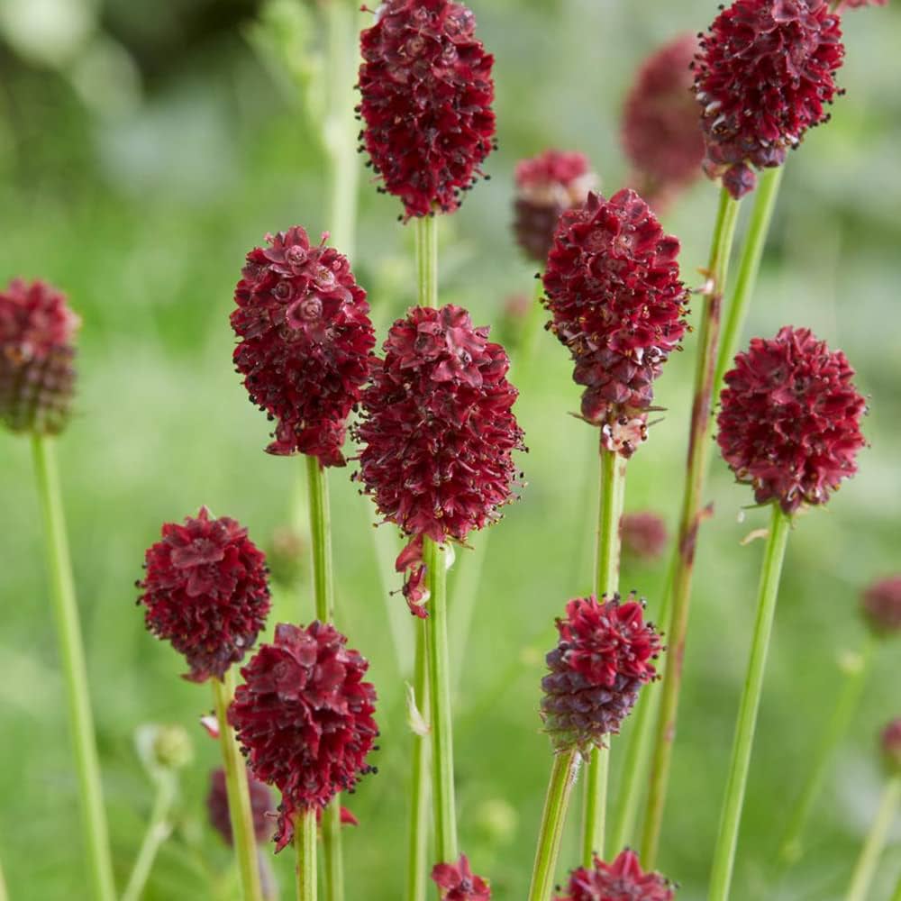 ヴィンテージ調子 秘密の花園 植物 メモ 4種類セット SMTC-04：草木花 （ソウモッカ） 押し花の透明カード 多目的