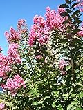 Hopi Crape Myrtle 'Lagerstroemia indica x fauriei' - 12