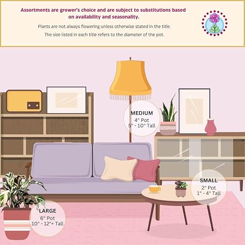 Miniatura 3 de BubbleBlooms Cadena de corazones abigarrados Ceropegia woodii en maceta de 2 pulgadas