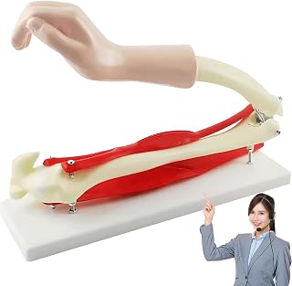 Arm Skeletal Muscle Model, Poseable Elbow Joint Anatomy Model,Biceps Brachii Triceps Biology Teaching Models