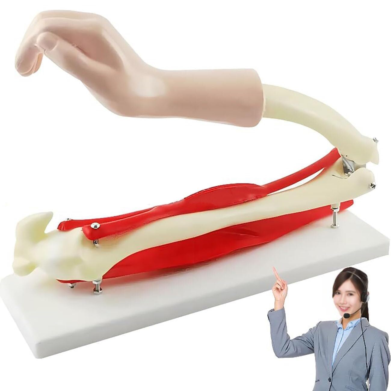 YNIYUJKL Arm Skeletal Muscle Model, Poseable Elbow Joint Anatomy Model,Biceps Brachii Triceps Biology Teaching Models