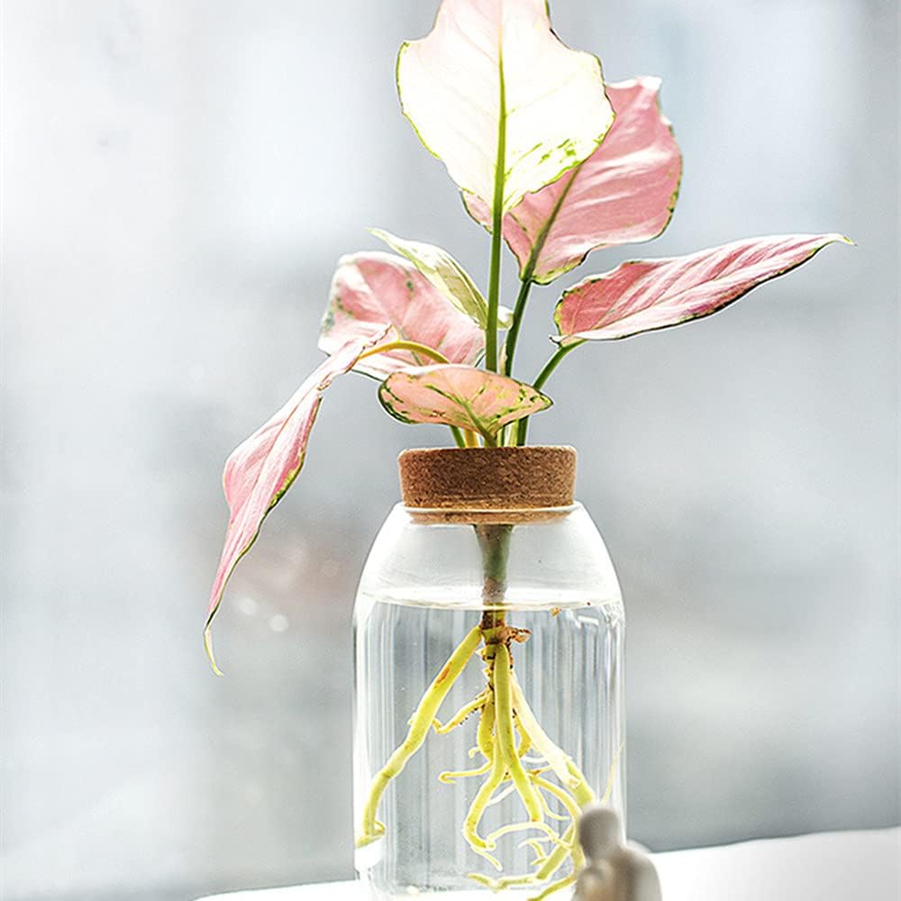 Vase Clear Glass Vase Qingtong Hydroponics Flower Panama | Ubuy