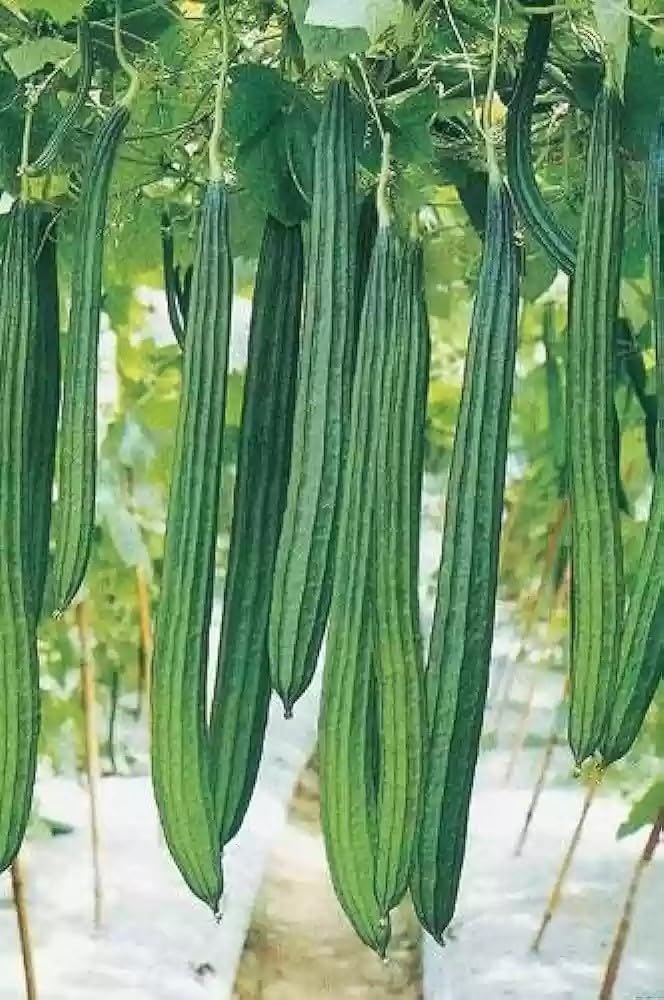 Ridge Gourd (Turai) Seeds for Home Gardening – High Germination, Non-GMO, Fast Growing Seeds | 31 per pack-image-21