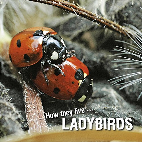 How they live... Ladybirds: Learn All There Is to Know About These Animals!