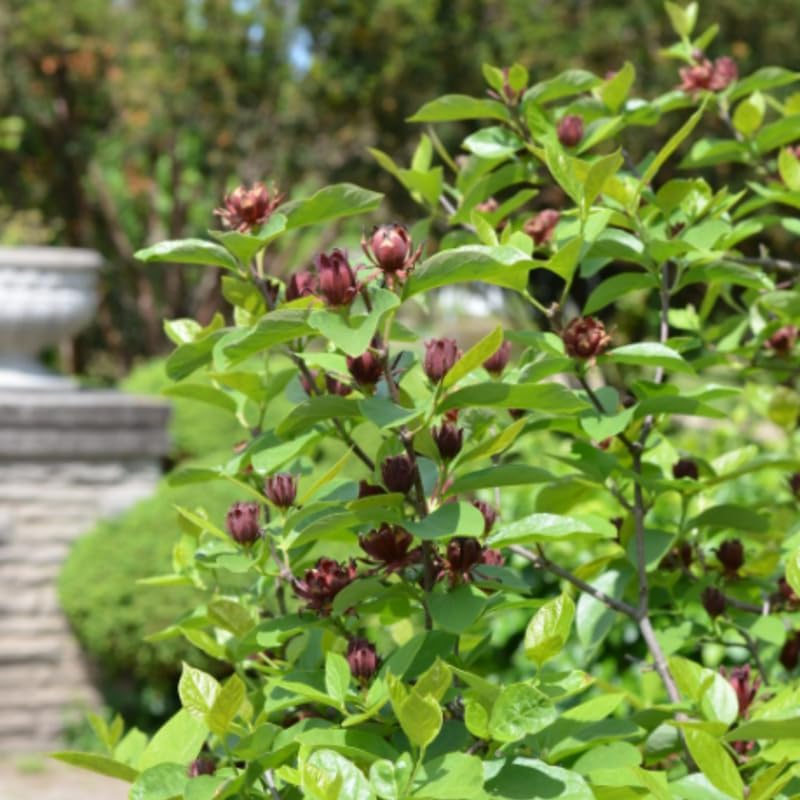 4 Sweet Shrub Bush Live Plants | 1-2ft Bare Root Seedlings | Low Maintenance Deciduous Carolina Allspice Shrub | Robust Well-Rooted Native Plants