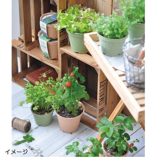 聖新陶芸 エコットM ミニトマト 5枚目