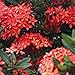 Pianta Ixora Coccinea immagine