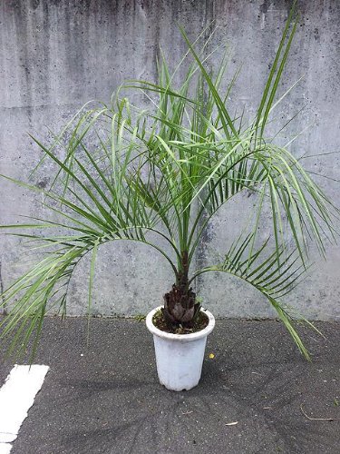 ココスヤシ」の人気商品一覧 | 安い商品を通販サイトから探す