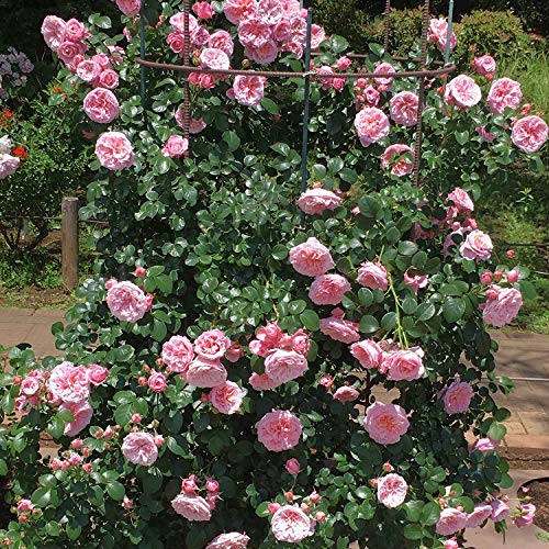 その他 rose Buy Wholesale Dark X-Pression Garden Rose in Bulk - FiftyFlowers