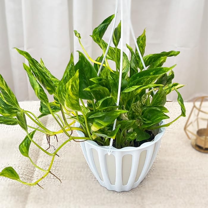 Amazon｜観葉植物 ポトス テルノ No.030 トラサン 5号鉢 吊り鉢 吊り