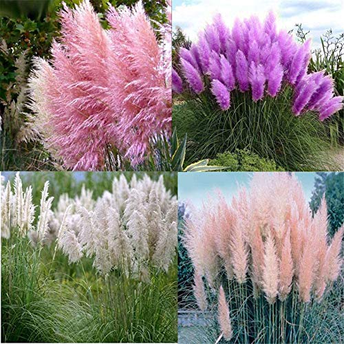 Pampas Grass Plant Seeds 300+ Flower Bonsai Seeds for Home Garden Decoration